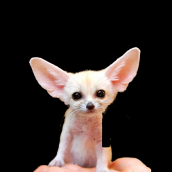 Fennec fox (Vulpes zerda)_CITES2