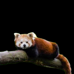 Lesser panda (Ailurus fulgens)_CITES1
