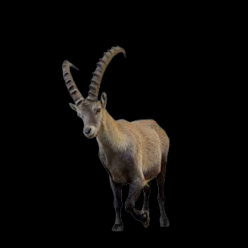 Alpine Ibex (Capra ibex)