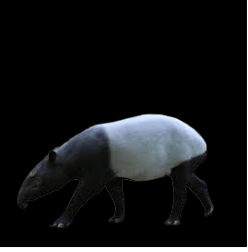 Malayan Tapir (Tapirus indicus)_CITES1