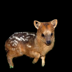 Pudu_CITES1