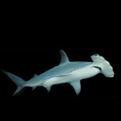헤머헤드 상어 Hammer head shark (Sphyma lewini) - 일본