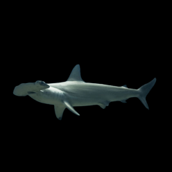 헤머헤드 상어 Scalloped Hammer headed shark (Sphyma lewini)_CITES - 대만