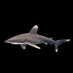 화이트팁 리프샤크 Whitetip reef shark (Carcharhinus limbatus)