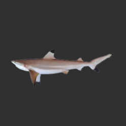 블랙팁샤크 Blacktip shark (Carcharhinus longimanus)_CITES