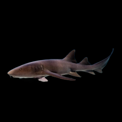 너스 샤크 Nurse shark (Nebrius ferigenus)