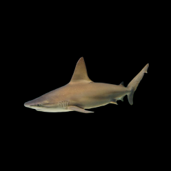 샌드바 상어 Sandbar sharks (Carcharias plumbeus) - 대만