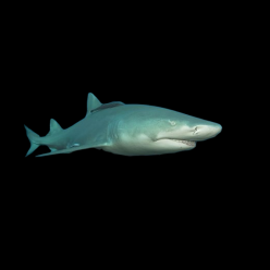 레몬샤크 Lemon sharks (Carcharias taurus)