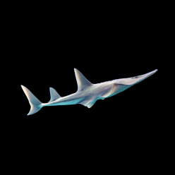 동수구리 Giant guitarfish (Rhynchobatus djiddensis)_ CITES