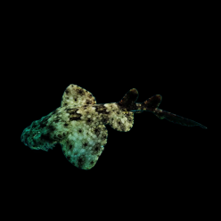 오베공 상어 Japanese wobbegong shark (Orectolobus japonicus)