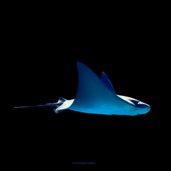 쥐가오리 Manta ray (Mobula diabolus)_CITES