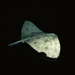 나비가오리 Butterfly rays (Gymnura micrura)