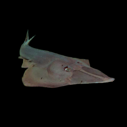 쇼블노즈 레이 Giant Shovelnose Ray (Glaucostegus typus)