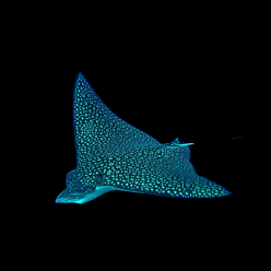 얼룩매 가오리 Spotted eagle ray (Aetobatus narinari) - 인도네시아