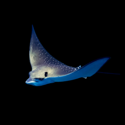 얼룩매 가오리 Spotted eagle ray (Aetobatus narinari) - 스리랑카