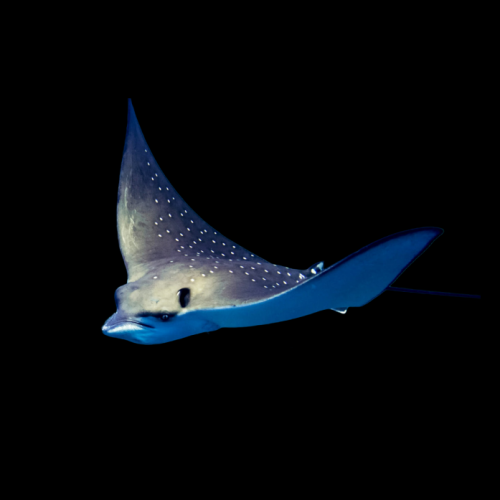 얼룩매 가오리 Spotted eagle ray (Aetobatus narinari) - 스리랑카