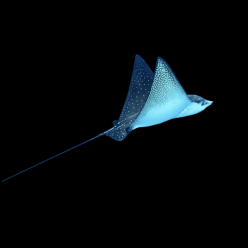 얼룩매 가오리 Spotted eagle ray (Aetobatus narinari) - 대만