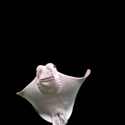 카우노즈레이 가오리 Cownose ray (Rhinoptera bonasus)