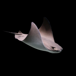 제페니즈 카우노즈 가오리 Japanese cownose ray  (Rhinoptera japonica)