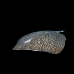 허니컴보 가오리 Honeycomb ray (Himantura undulata)