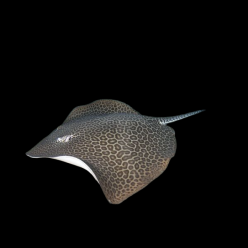 허니컴보 가오리 Honeycomb ray (Himantura undulata)