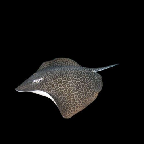 허니컴보 가오리 Honeycomb ray (Himantura undulata)