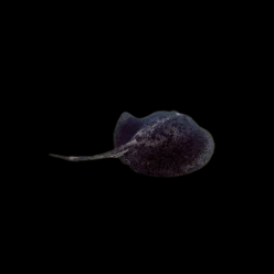 블로치드 펜테일 가오리 Blotchied fantail ray (Taeniurops meyeni)