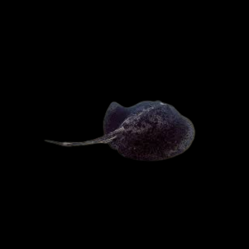 블로치드 펜테일 가오리 Blotchied fantail ray (Taeniurops meyeni)