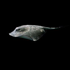 흑가오리 Pitted stingray (Dasyatis matsubarai)