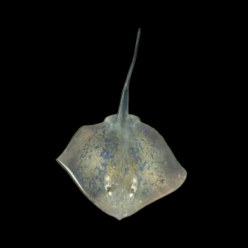 흑가오리 Blackish stingray (Dasyatis navarrae)