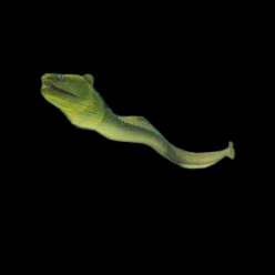 그린 모레이일 Green moray eel (Gymnothorax funebris)