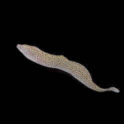 허니컴버 모레이일 Honeycomb moray Eel (Gymnothorax favagineus)