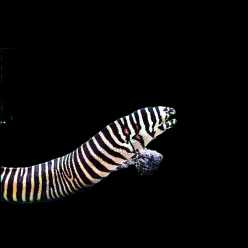 제브라 모레이일 Zebra Eel (Echidna zebra)