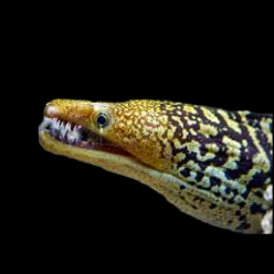 다크 스폿티드 모레이일 Dark spotted moray (Gymnothorax fimbriatus)