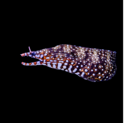 드레곤 모레이일 Dragon moray eel (Muraena pardalis)