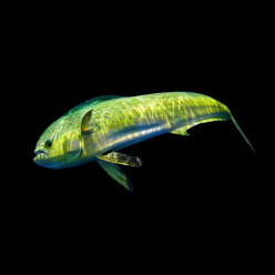 만세기 Common dolphinefish (Gymnothorax funebris)