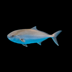 엠버젝 Greater amberjack (Seriola dumerili)
