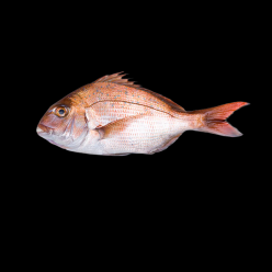 참돔 Red sea bream