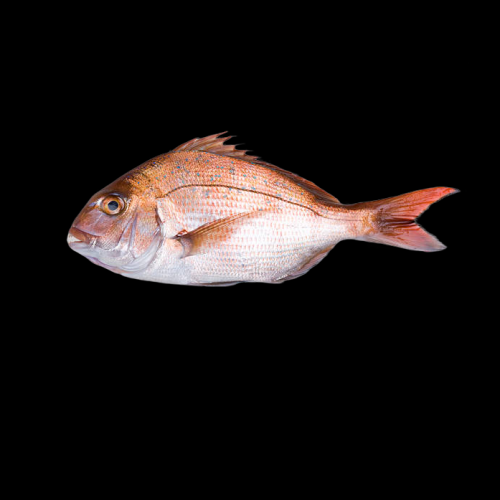 참돔 Red sea bream