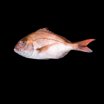 참돔 Red sea bream