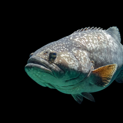자이언트 그루퍼 Giant grouper (Epinephelus lanceolatus)-인도네시아