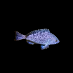 스페클드(포테이토)그루퍼 Speckled blue grouper (Epinephelus cyanopodus)