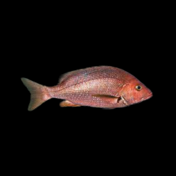 레드 스네퍼 Red snapper (Lutjanus malabaricus x sebae)