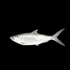 밀크피쉬 Milk fish (Chanos chanos )