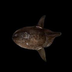 몰라피쉬 Sharptail mola round (Masturus lanceolatus)
