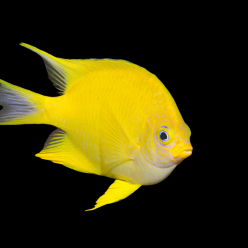 골든 댐셀 Golden damsel (Amblyglyphidodon aureus)