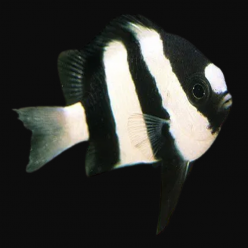험버그 Humbug (Dascyllus aruanus)