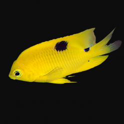 샛별돔 Threespot damsel (Dascyllus trimaculatus)