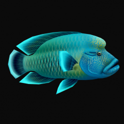 험프헤드래쓰 Humphead wrasse(Cheilinus undulates)