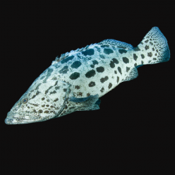 포테이토 구루퍼 potato grouper(Epinephelus tukula)
